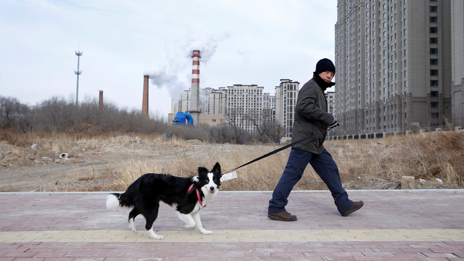 35センチ以上の犬は禁止 自身で処置しろ 北京市の通知が話題に その真相は ハフポスト