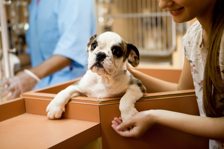 Con Pasión Animal Foundation