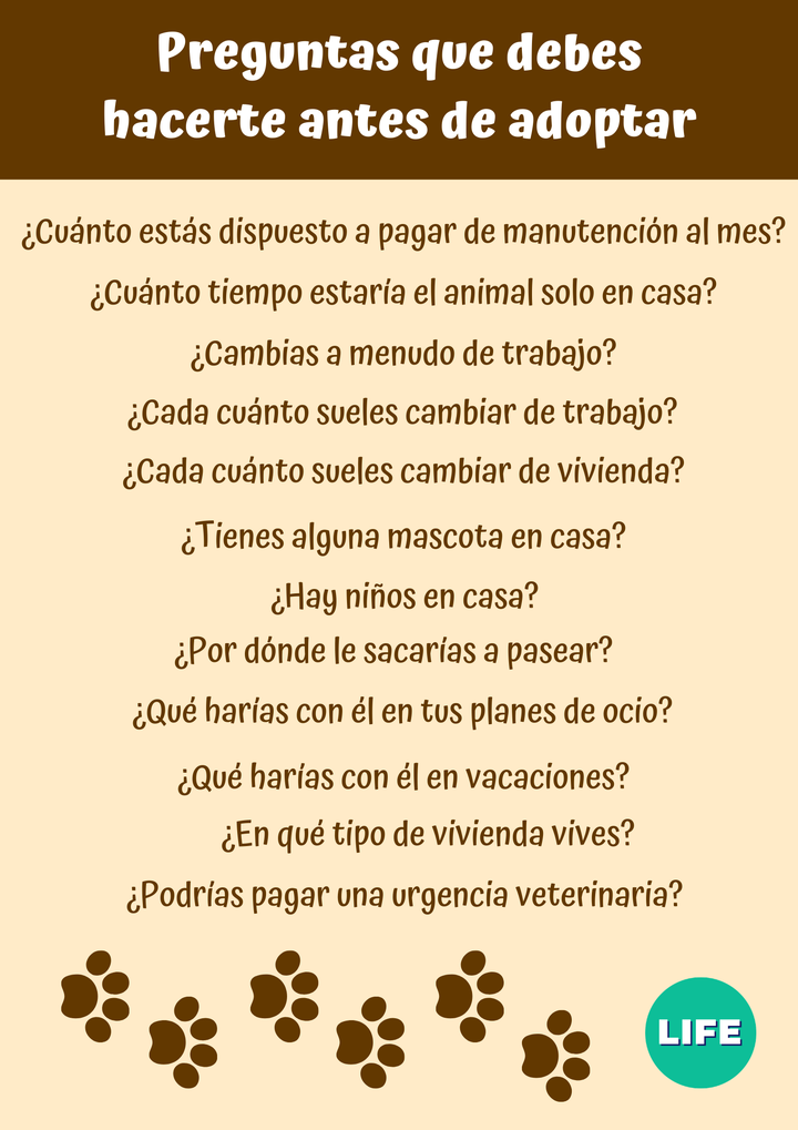 Preguntas que debes hacerte antes de adoptar.