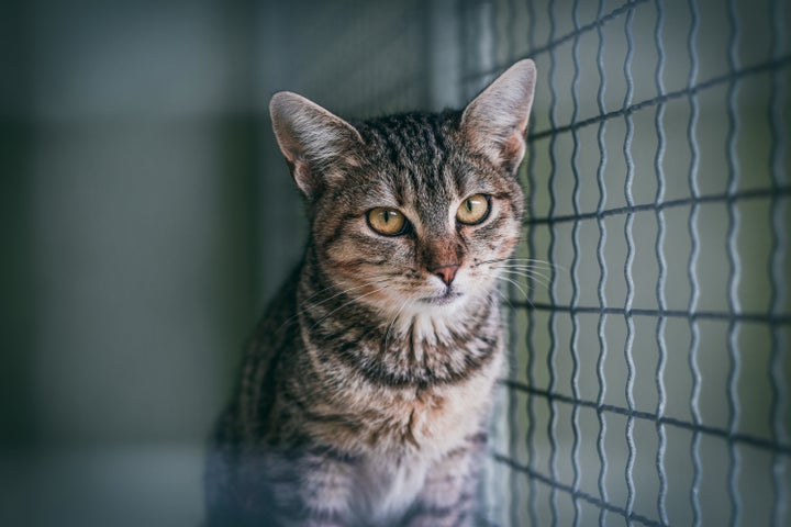 Gato en una protectora.