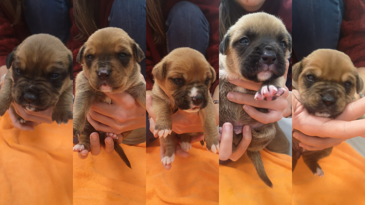 Gorda, Ragnar, Puri, Pig y Jovito.