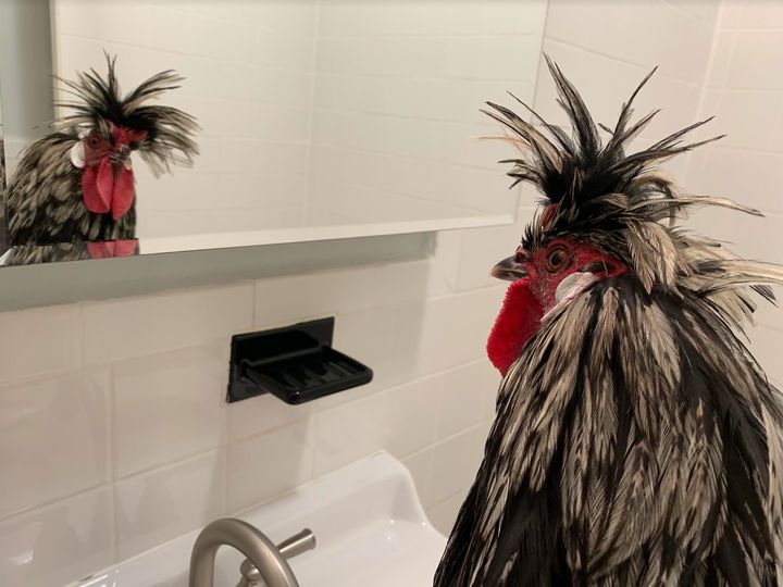 The newly named Elizabeth Warr-hen checks his fine self out in the bathroom mirror at his rescuer's home.