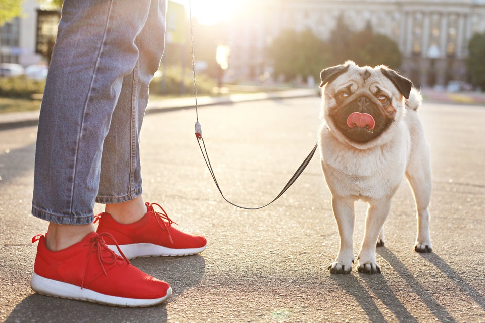 The Tip: Walking A Dog Can Help You Feel Less Lonely And Isolated