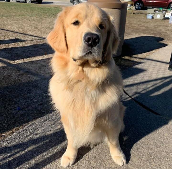 Authorities were able to collar the suspect, a therapy golden retriever named Ben.