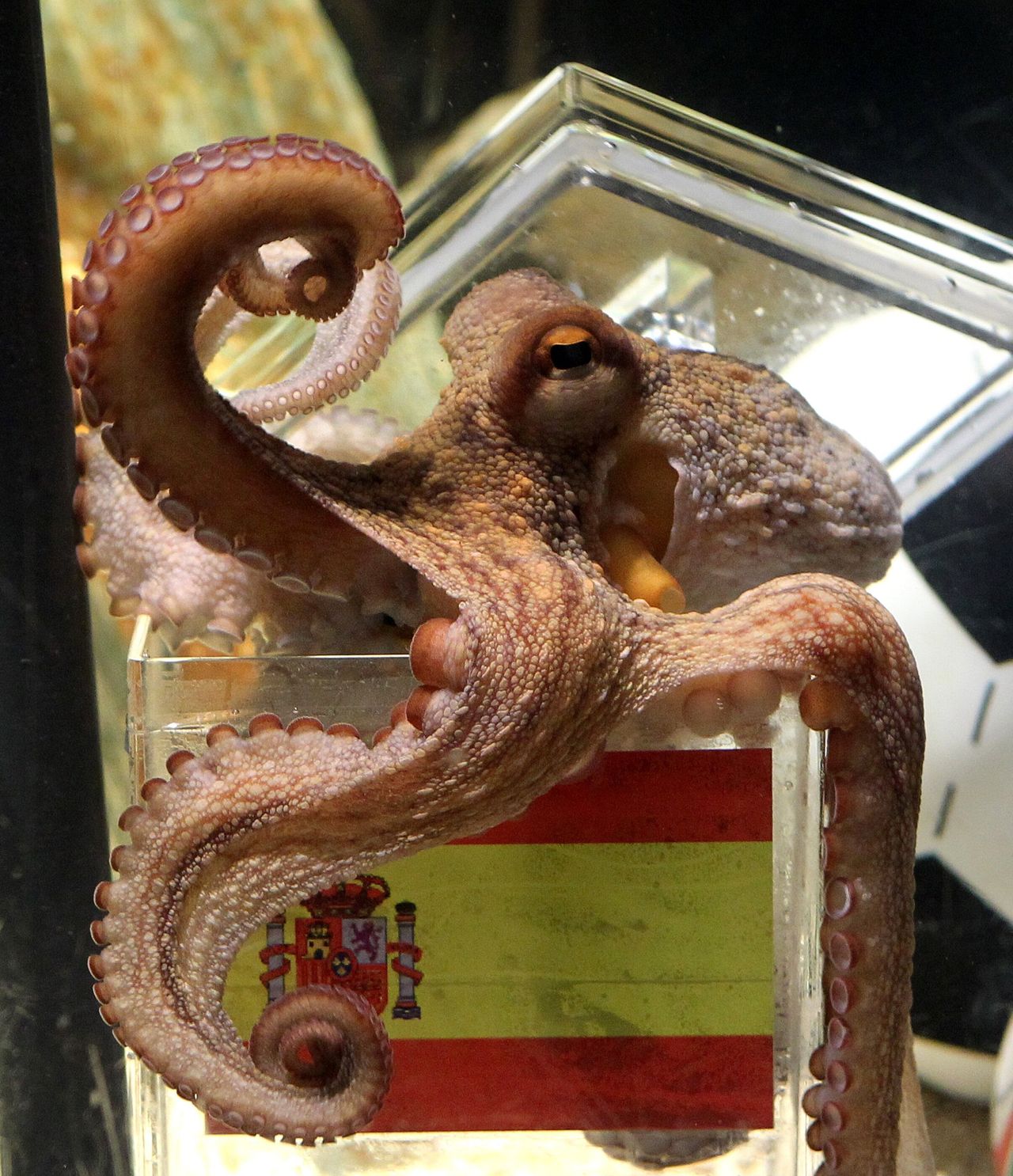 Paul, the World Cup predicting octopus.