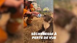 Ces pompiers ont désaltéré un koala assoiffé au milieu des feux en