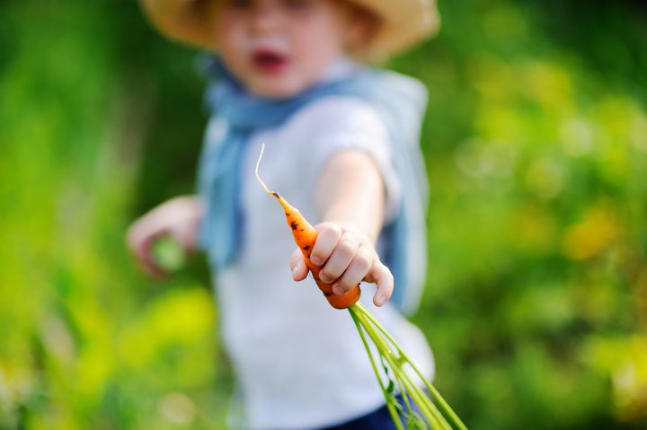 Cute toddler boy showing fresh organic carrot. Little child playing in domestic garden in summer day