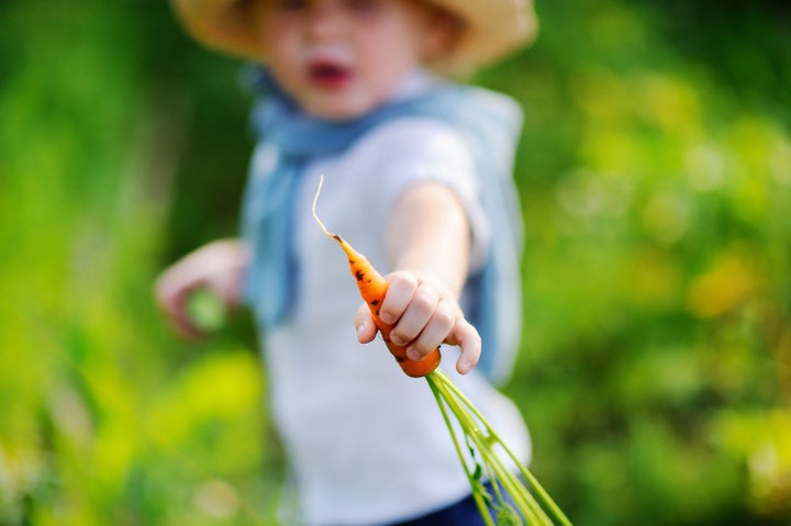 Cute toddler boy showing fresh organic carrot. Little child playing in domestic garden in summer day