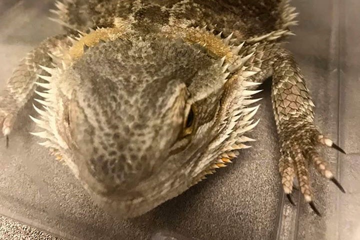 This Dec. 21, 2019, photo released by the Stoughton Police Department shows one of six lizards the department rescued that ha