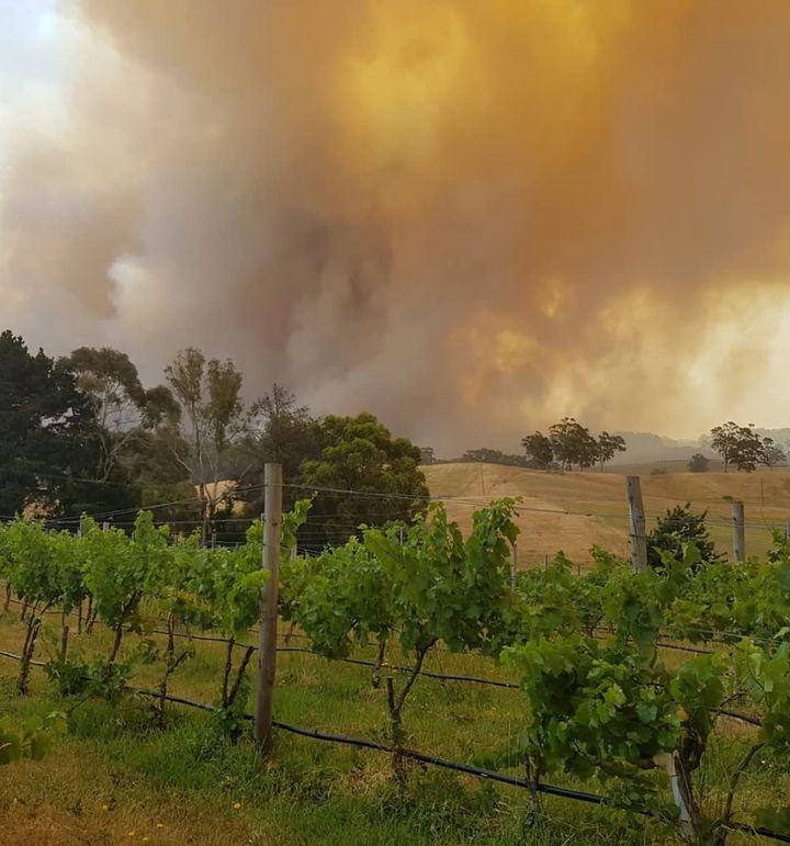 Wine industry representatives say the fires have potentially wiped out a third of wine production. 