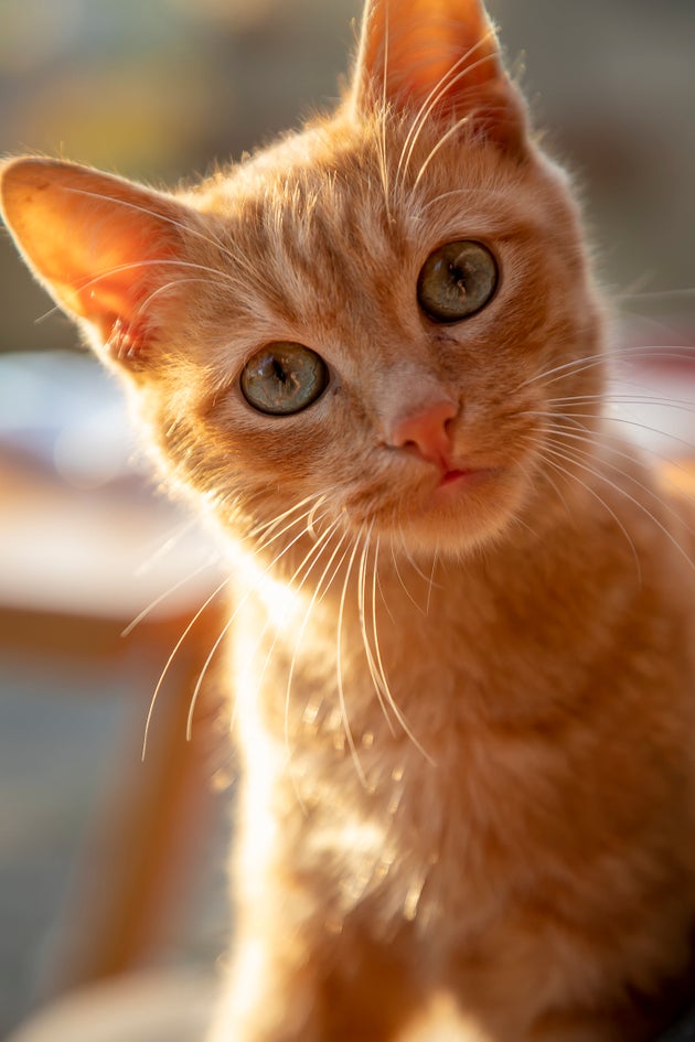 Brighton Security Guard Charged Over Attacks That Killed And Injured 16 Cats