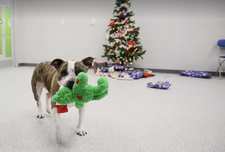 One dog enjoying his Christmas present.