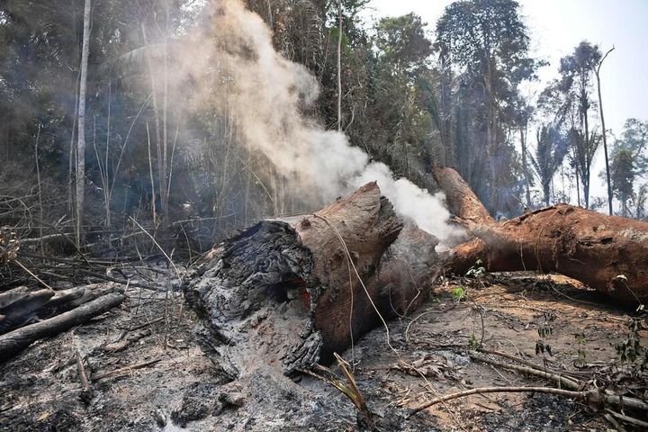 2019年8月24日・アマゾン 倒れた木の幹の下から煙が上がる様子。ブラジルでは2019年、78383件の森林火災が記録された。2013年以降最多だった。