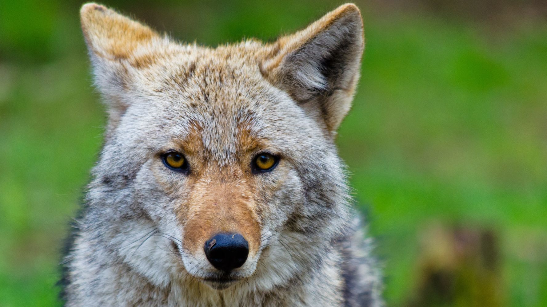 Pet Owners On Alert After Coyote Spotted In Manhattan's Central Park ...