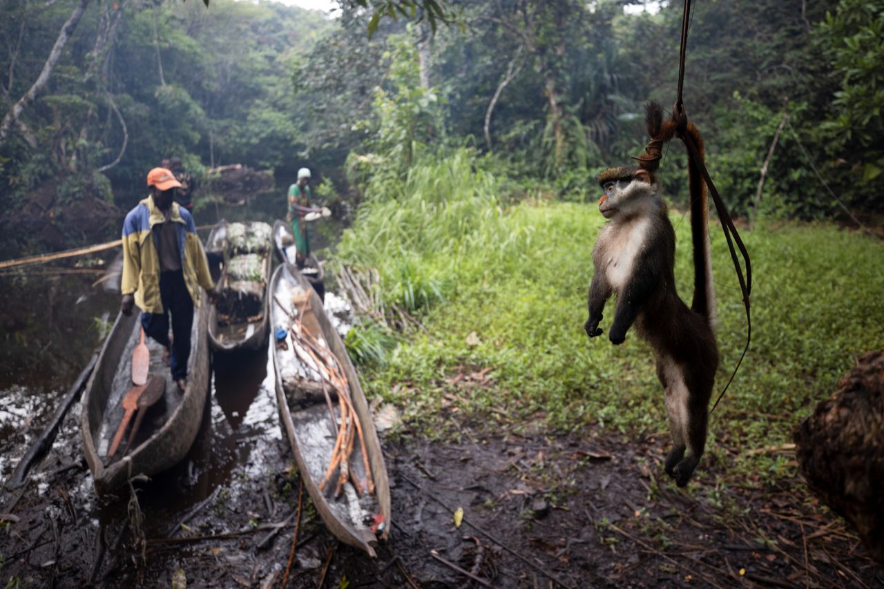 Νεκρή σπάνια μαϊμού κρέμεται από την ουρά της, για να μην την φτάνουν τα μυρμήγκια. Λαϊκή Δημοκρατία του Κονγκό, στις 5 Απριλίου 2019.