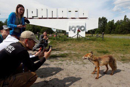 Μια αλεπού φωτογραφίζεται από επισκέπτες στην εγκαταλελειμμένη πόλη Πριπιάτ, κοντά στον πυρηνικό σταθμό του Τσέρνομπιλ.