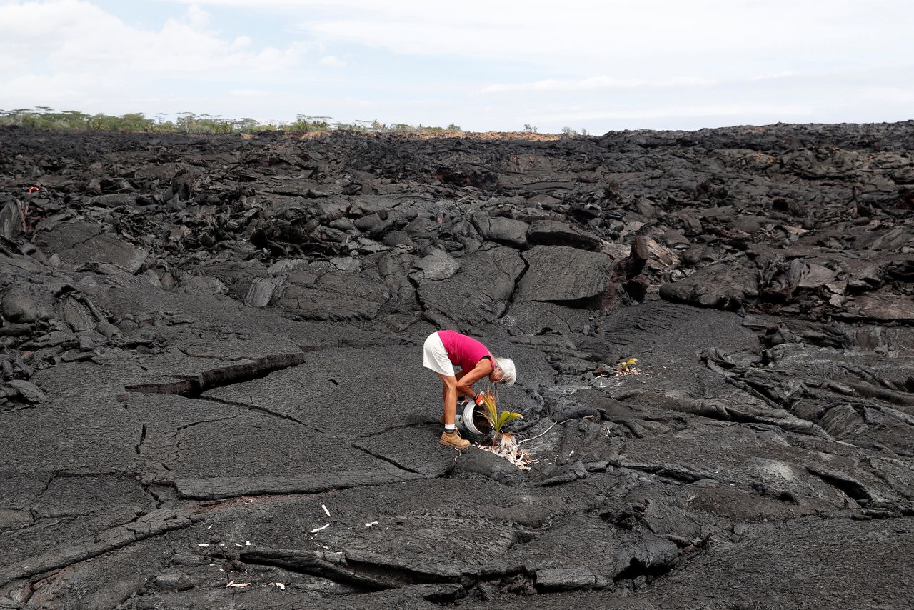 Η Νταιάν Κοέν, η οποία αναγκάστηκε να εγκαταλείψει το σπίτι της όταν το ηφαίστειο Κιλαουέα εξερράγη και το εξαφάνισε κάτω από τη λάβα του το περασμένο καλοκαίρι, φυτεύει ένα κοκοφοίνικα εκεί που ήταν το σπίτι της, Χαβάη, 1η Απριλίου 2019. 