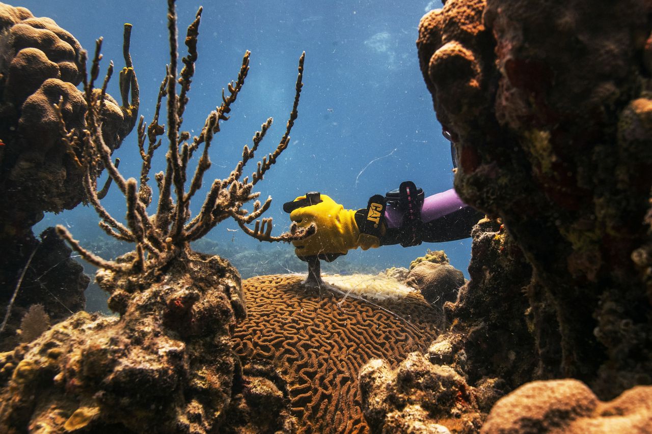Ο ερευνητής Ντάνιελ Λάσιγκν κόβει ένα κοράλλι Pseudodiploria strigosa για να αφαιρέσει ένα τμήμα που έχει νεκρώσει από μια νέα ασθένεια που πλήττει τα κοράλια. Πανεπιστημίου των Παρθένων Νήσων, 15 Μαΐου 2019.