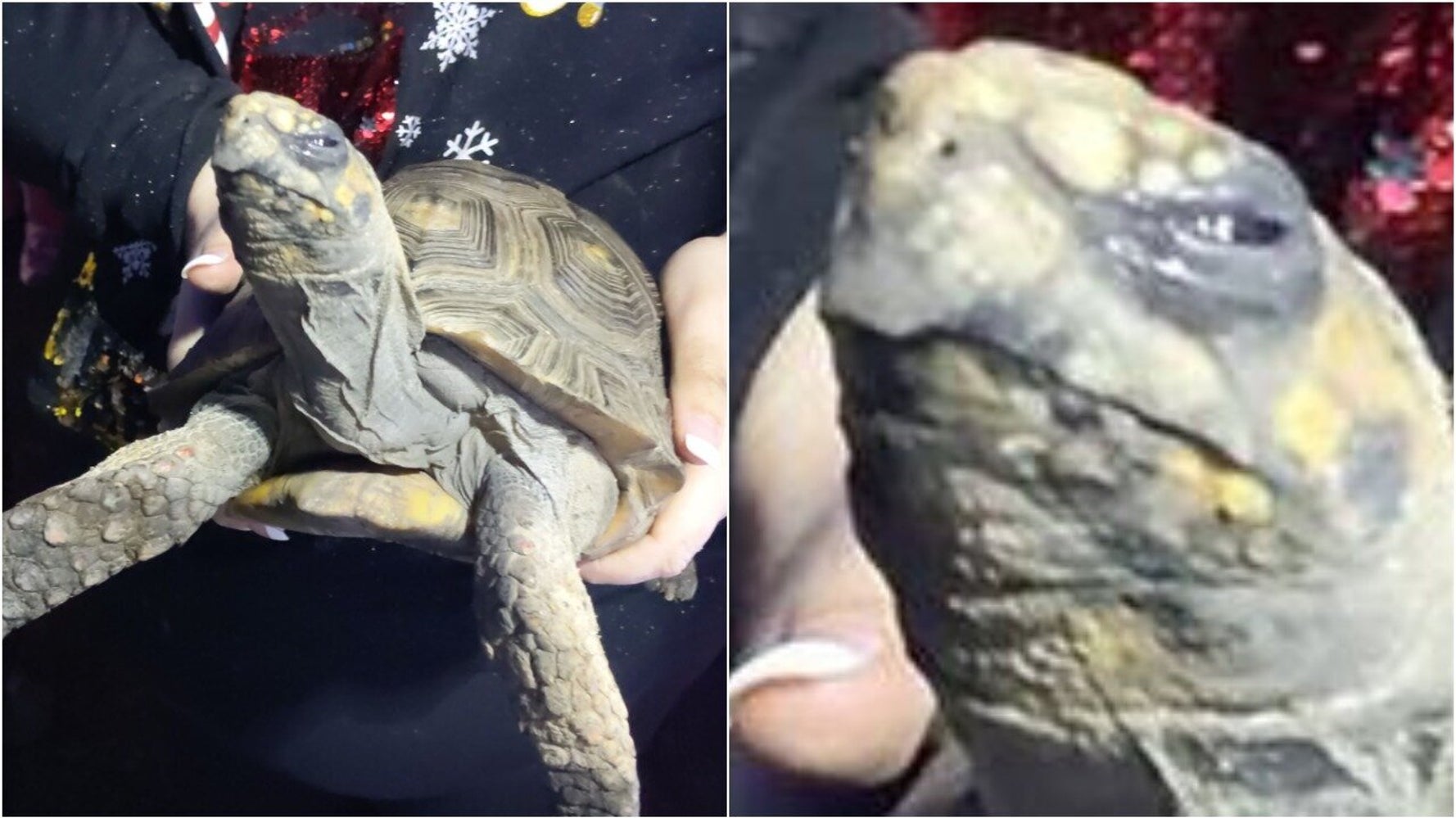 Westlake Legal Group 5e057e7b24000015135a4576 ‘Angry’ Tortoise Saved After Setting House Ablaze On Christmas