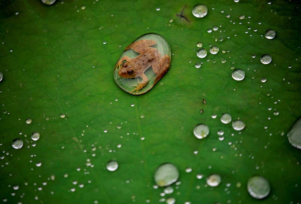 Ένας βάτραχος πάνω σε ένα φύλλο λωτού μετά από βροχή σε λίμνη στο Νεπάλ, 26 Σεπτεμβρίου 2019. 