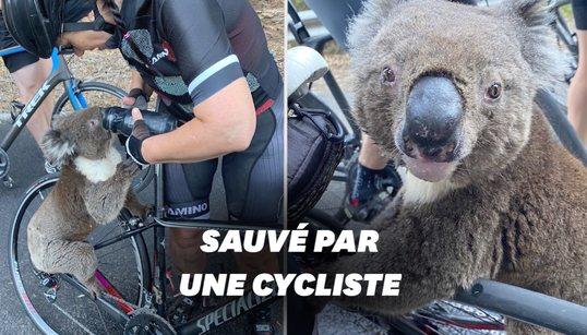 En Australie, ce koala assoiffé secouru par une
