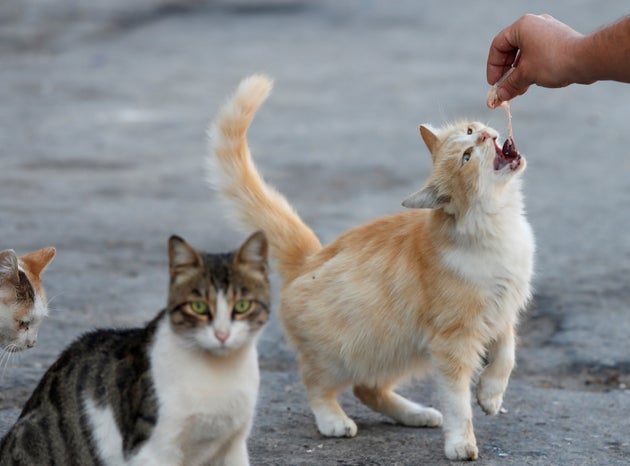 Συρία: Η πόλη που φιλοξενεί περισσότερες γάτες απ' ότι