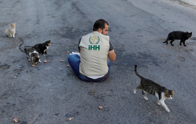 Συρία: Η πόλη που φιλοξενεί περισσότερες γάτες απ' ότι