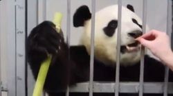 30 millions d’amis s’insurge contre ces images d’un panda