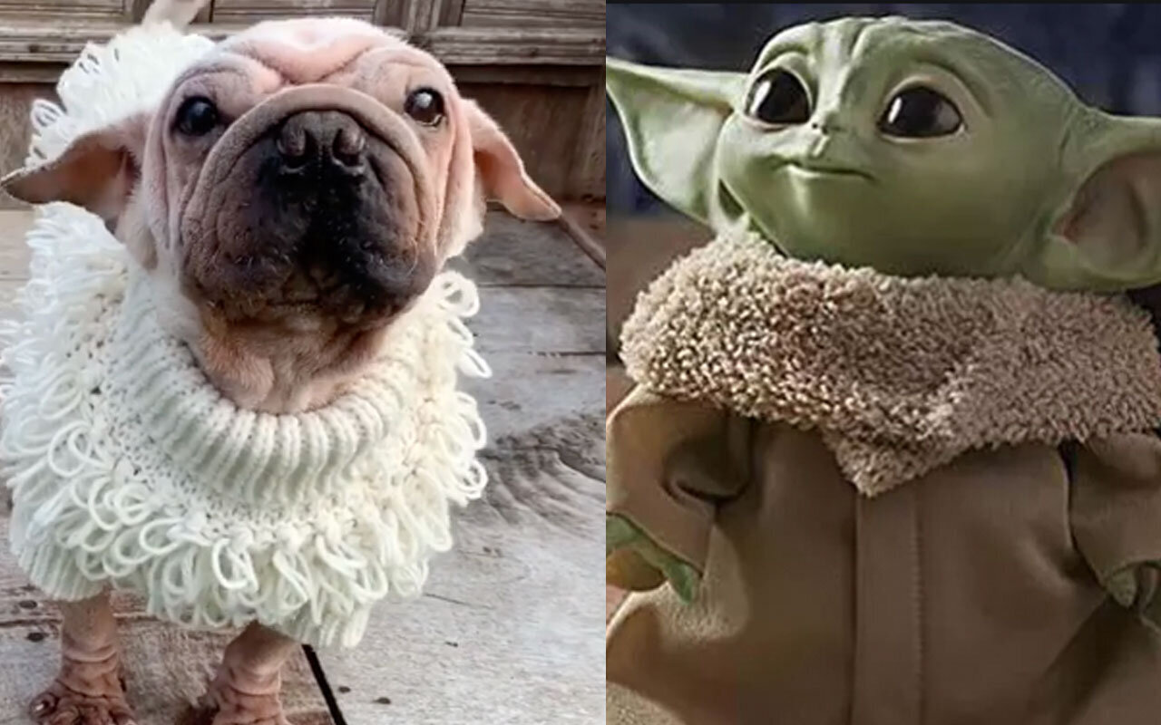 pug dressed as yoda