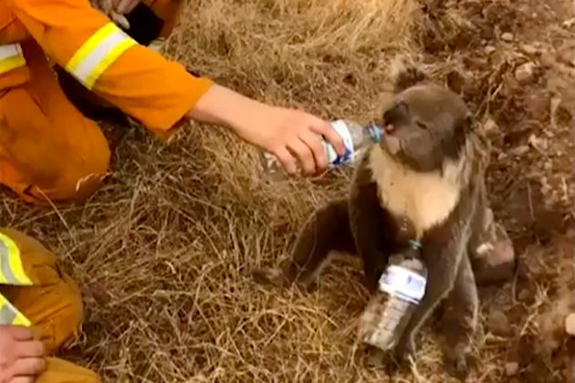 A koala drinks water from a bottle given by a firefighter in Cudlee Creek, South Australia. Thousands of koalas are feared to have died in a wildfire-ravaged area north of Sydney, further diminishing Australia's iconic marsupial. 