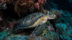 Pour protéger les coraux, Palau interdit certaines crèmes