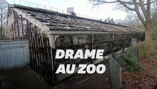 Des dizaines de singes meurent dans l’incendie d’un zoo en