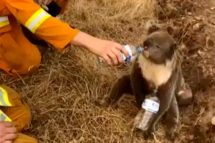 A koala drinks water from a bottle offered by a firefighter in Cudlee Creek, South Australia.