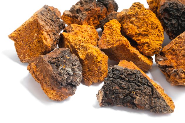 Chaga mushrooms look less like traditional mushrooms and more like a piece of hard wood.