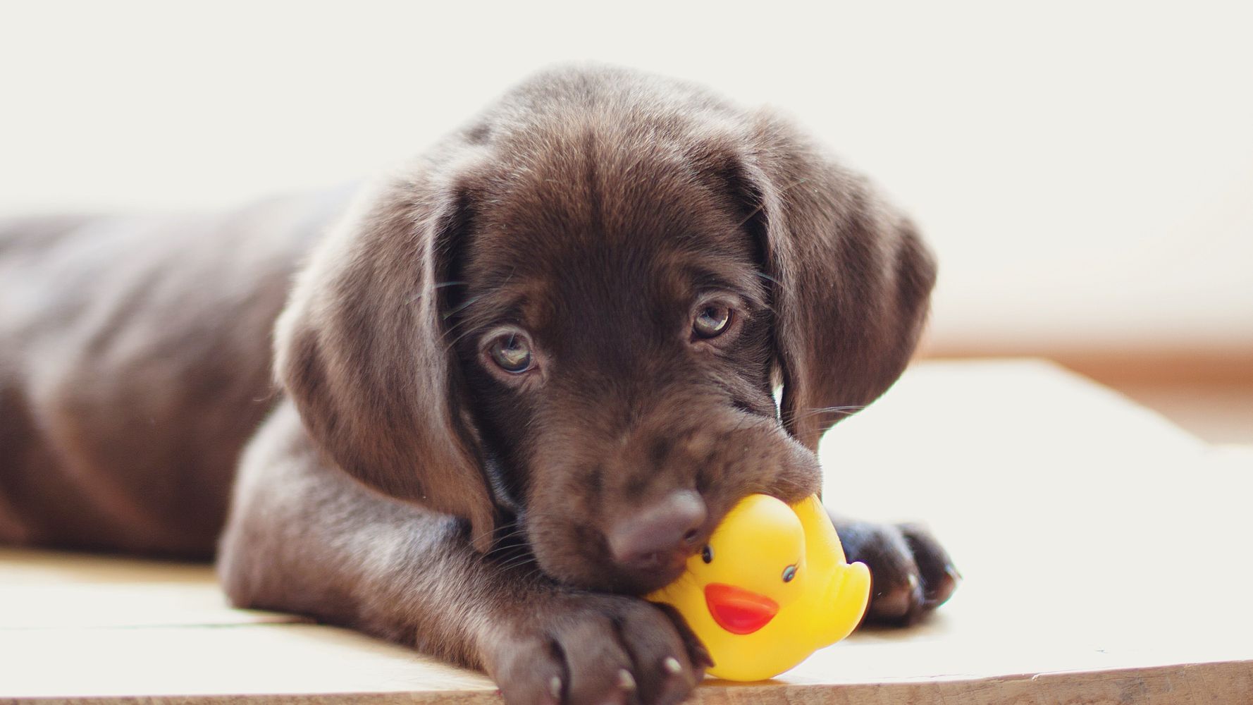 12 errores que cometes al comprarle un juguete a tu perro | El HuffPost Life
