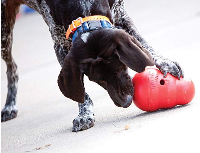 juguetes para perros inquietos