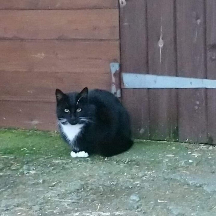 Cat Breaks Into Prison and Gets Stuck