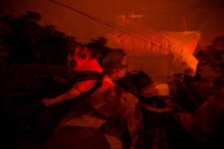 A dog is evacuated in the back of a car as high winds push smoke and ash from the Currowan Fire towards Nowra, New South Wales, Australia January 4, 2020.