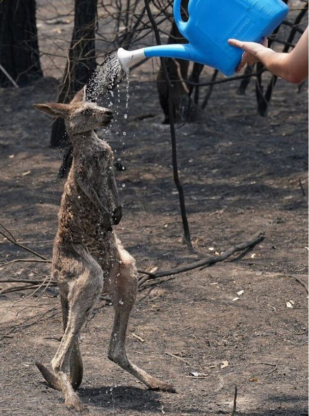 Αυστραλία: Καμένο καγκουρό ζητά νερό από ένα