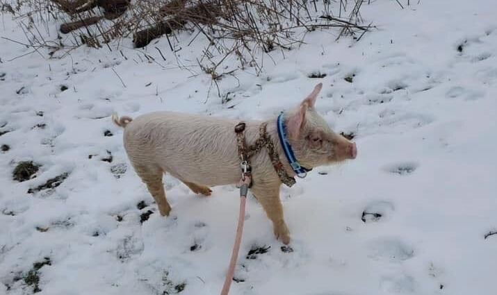 Myles on a winter's walk.