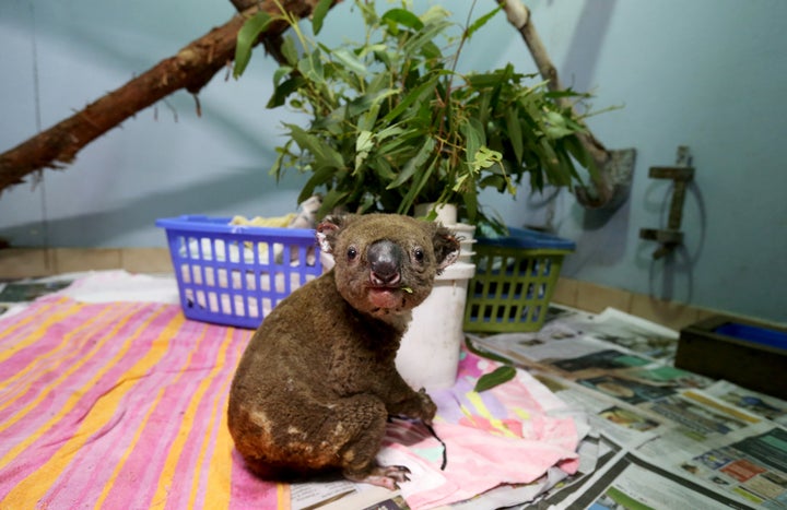 A koala named Paul from Lake Innes Nature Reserve recovers from his burns in the ICU at The Port Macquarie Koala Hospital on Nov. 29 in Port Macquarie, Australia.