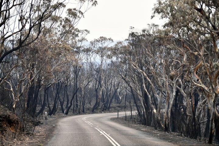 Burnt trees are seen after a bushfire in Mount Weison in Blue Mountains, some 120 km northwest of Sydney, on Dec. 18.