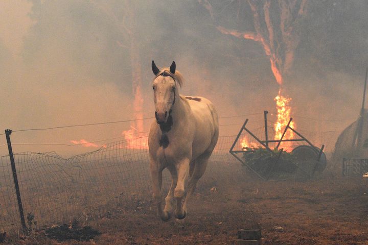 12月31日、ナウラで火災から逃げる馬。