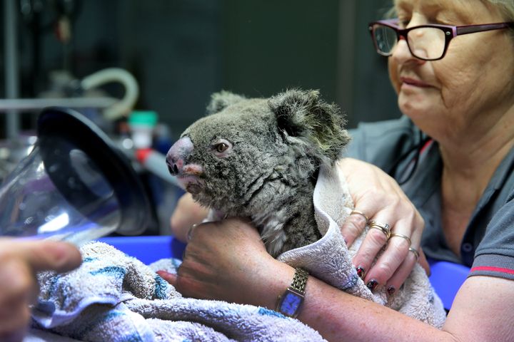 ニューサウスウェールズ州でコアラの救急に対応しているポートマッコリー・コアラ病院には、救出されたコアラが連日運び込まれる。