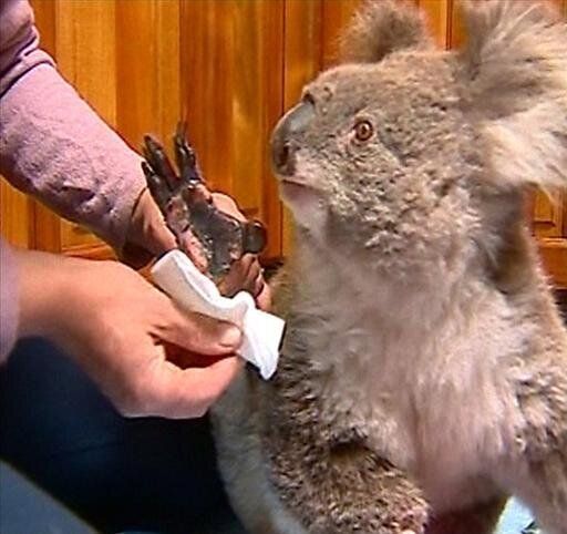 The Animal Rescue Craft Guild said on Monday it has been deluged with offers of help after putting out a call for volunteers to make bat wraps, joey pouches, birds nests, possum boxes, koala mittens and other snuggly homes for marsupials. 