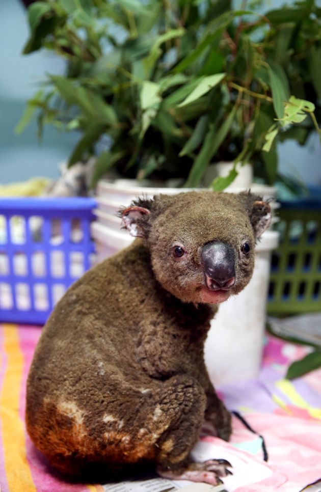 オーストラリアの森林火災の悲惨さ 最大8000頭のコアラが犠牲に 画像集 ハフポスト