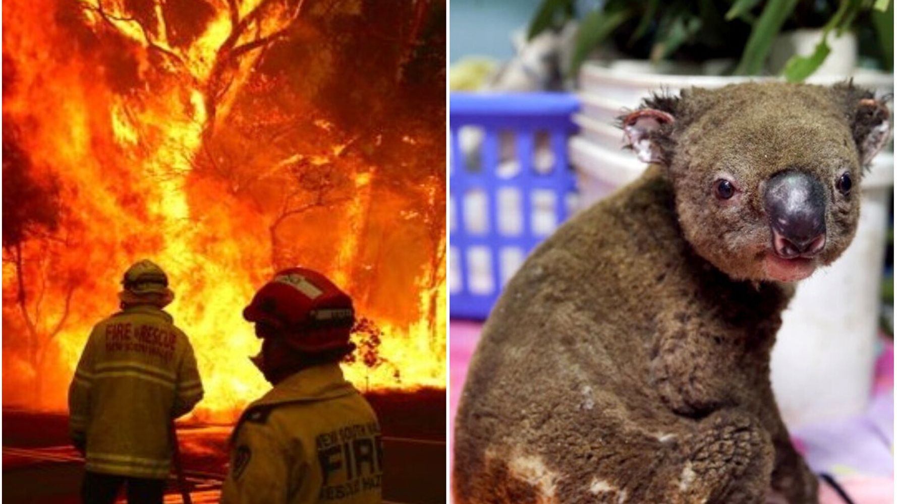 オーストラリアの森林火災の悲惨さ 最大8000頭のコアラが犠牲に 画像集 ハフポスト World