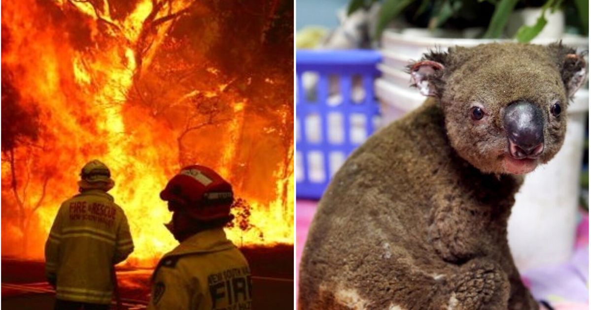 オーストラリアの森林火災の悲惨さ 最大8000頭のコアラが犠牲に 画像集 ハフポスト