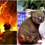 オーストラリアの森林火災の悲惨さ。最大8000頭のコアラが犠牲に（画像集）