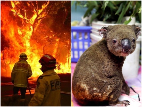 オーストラリアの森林火災の悲惨さ。最大8000頭のコアラが犠牲に（画像